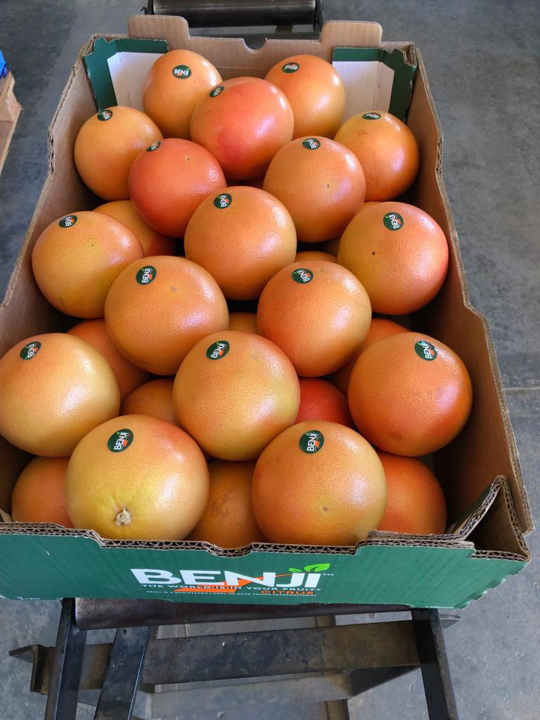 Grapefruits packed for importation - Beva Fruits International (BFI)
