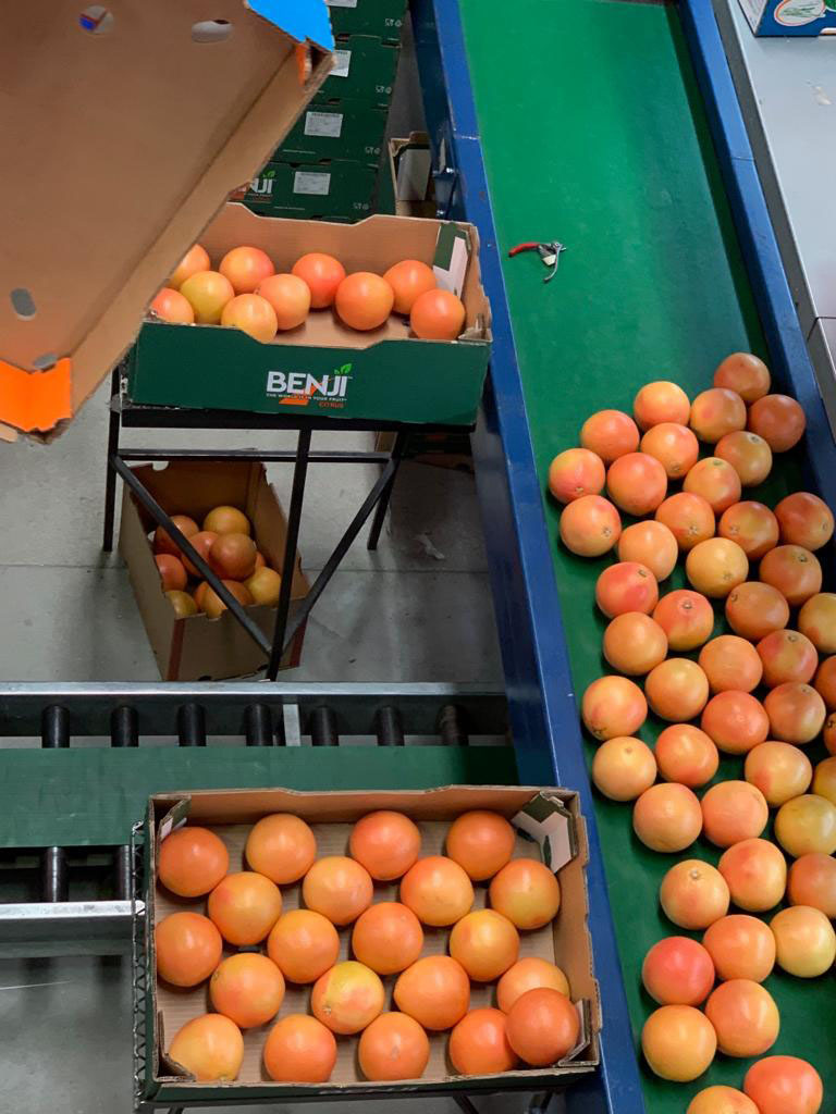 Citrus fruits packed by Benji Citrus in South Africa - Beva Fruits International (BFI)