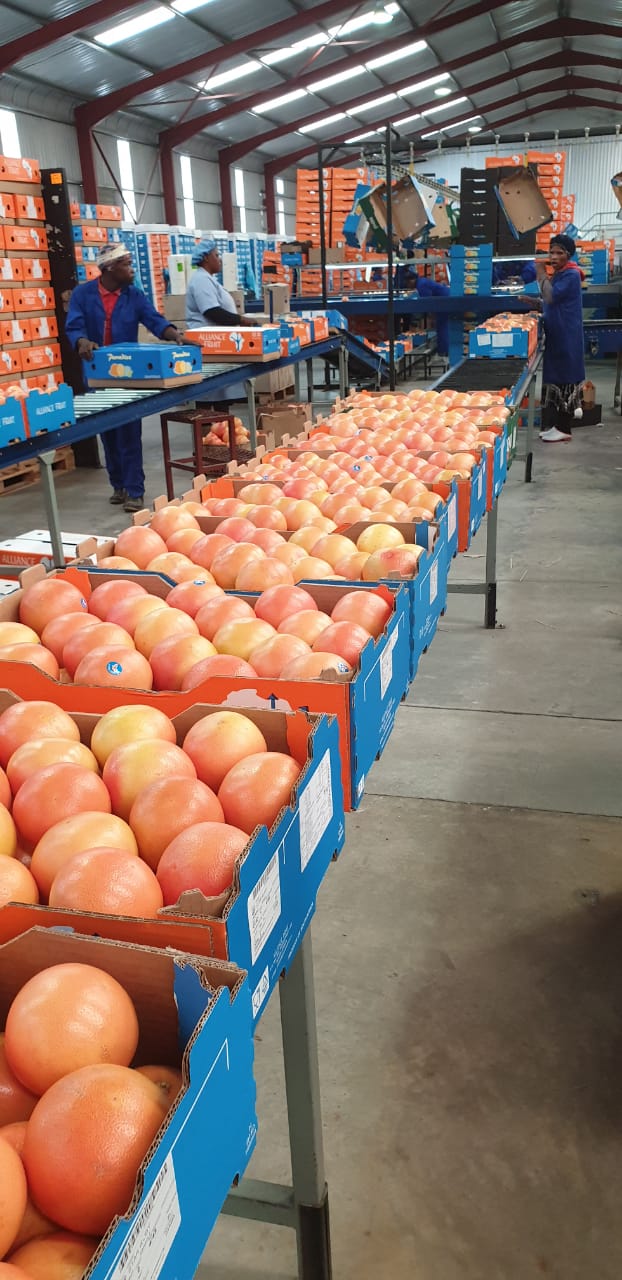 Grapefruit collection and packaging in Alliance Fruit boxes - Beva Fruits International (BFI)