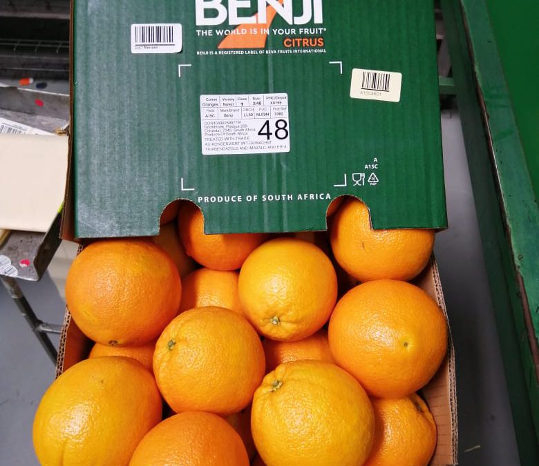 Beva Fruits International (BFI) packed it’s first Benji Navels