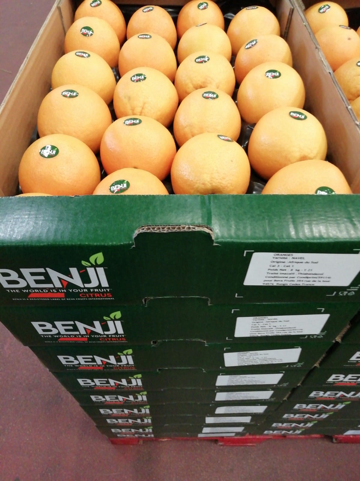 Grapefruit production in South Africa - Beva Fruits International (BFI)