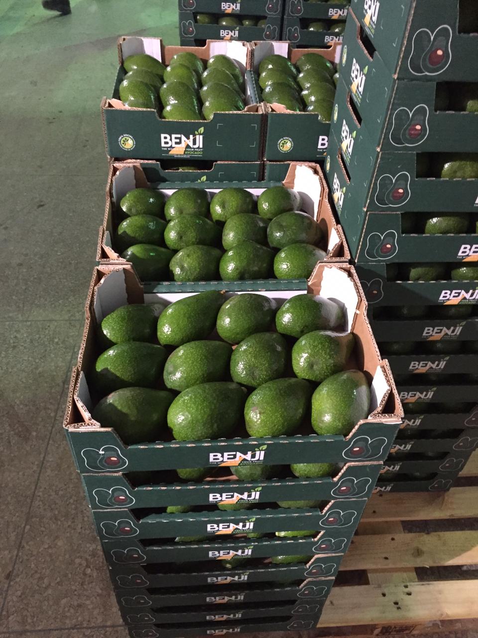 Fresh green avocados packed by Benji in Morocco - Beva Fruits International (BFI)