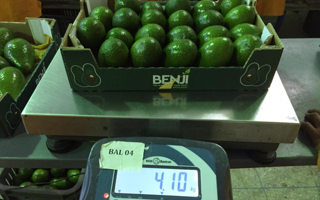 First BENJI avocados packed in Morocco