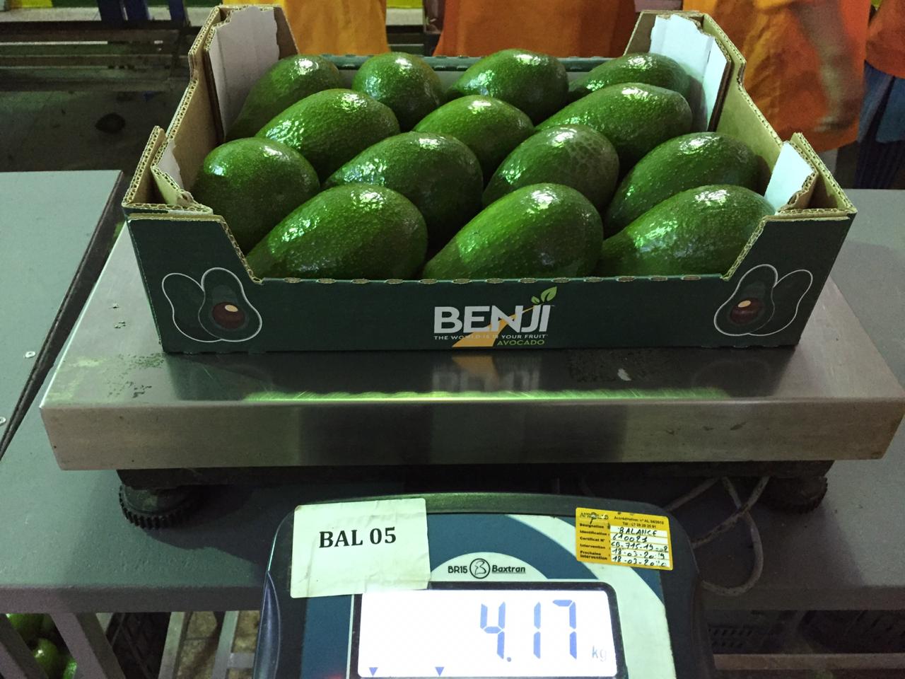  Paquete de aguacates envasados  en Marruecos de la marca Benji - Beva Fruits International (BFI)