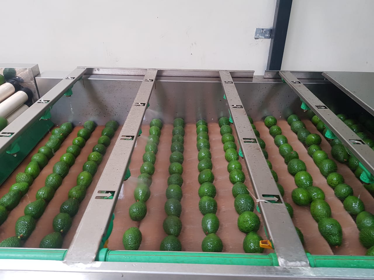 Hass avocadoes being cleaned by BFI and Barke Enterprises Kenya - Beva Fruits International (BFI)