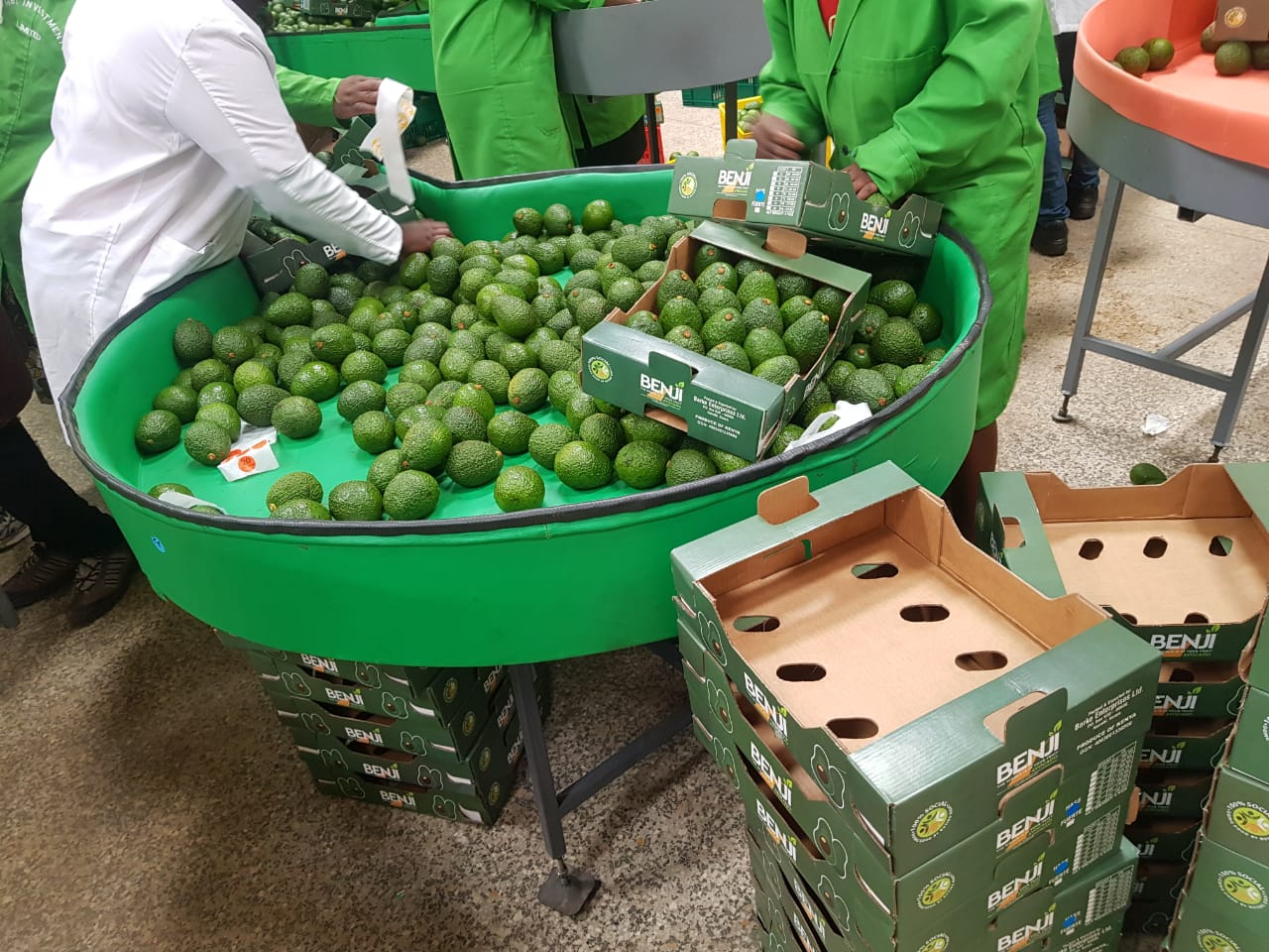 Hass avocadoes collection in cartons - Beva Fruits International (BFI)
