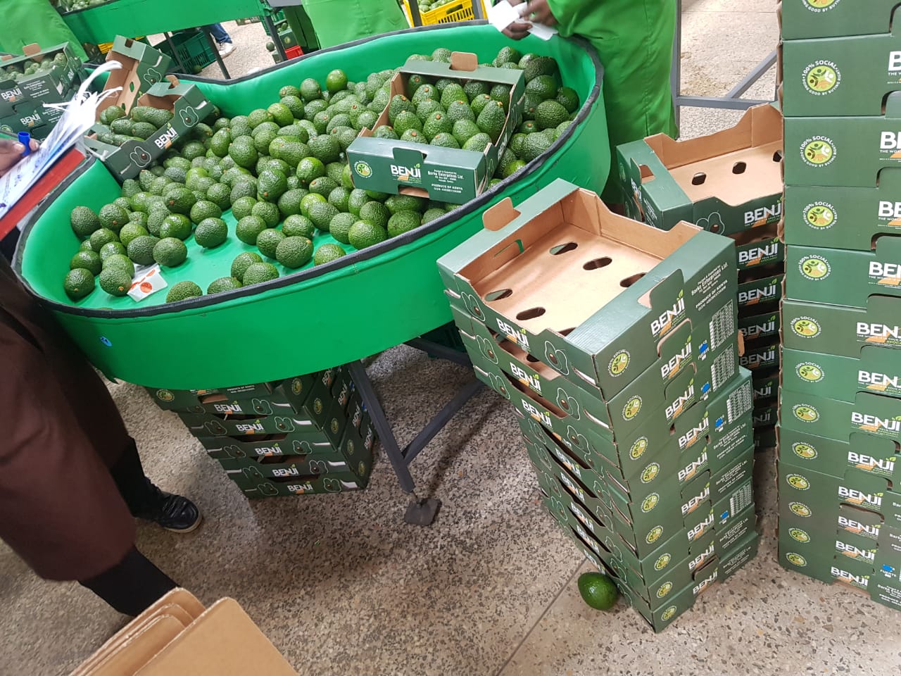 Hass avocadoes, first BENJI packaging - Beva Fruits International (BFI)