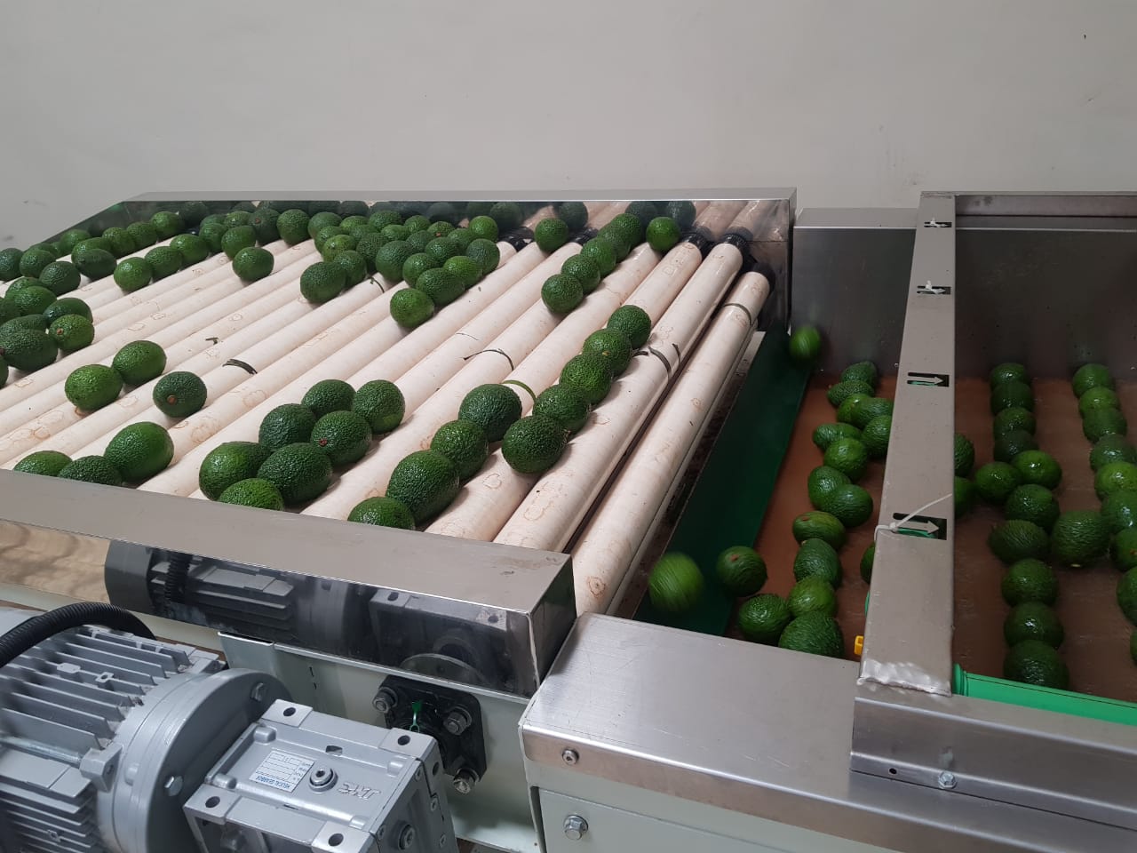 Boxing of the first BENJI hass avocadoes in industry - Beva Fruits International (BFI)