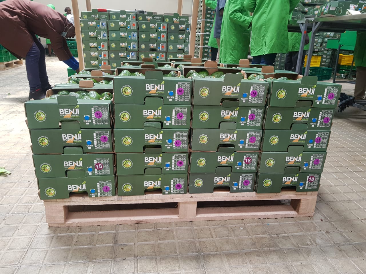 Packaging of BENJI hass avocado boxes by BFI and Barke Enterprises Kenya - Beva Fruits International (BFI)