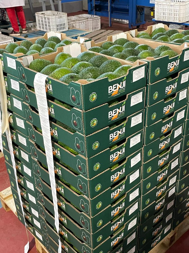 BENJI avocadoes being packed - Beva Fruits International (BFI)