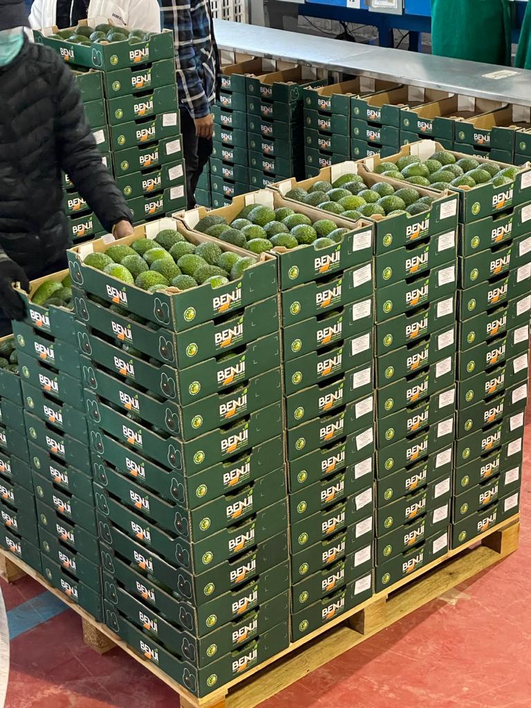 BENJI avocadoes being packed with ADOLAM Morocco - Beva Fruits International (BFI)