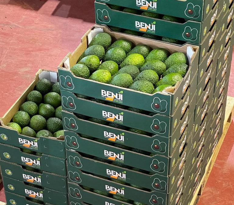 Beva Fruits International has started it’s Moroccan Avocado season