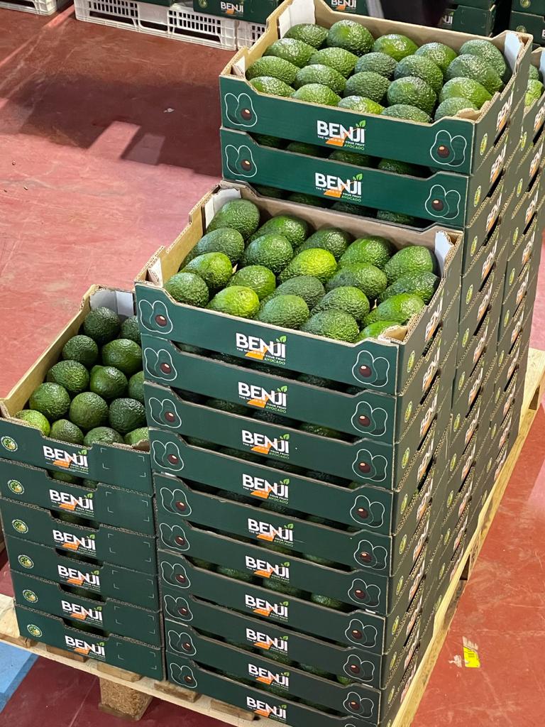 BENJI hass avocadoes being packed - Beva Fruits International (BFI)