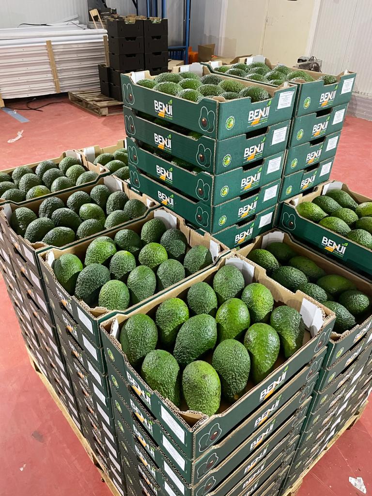 Fresh BENJI hass avocadoes being packed with ADOLAM Morocco - Beva Fruits International (BFI)