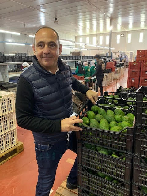 Live from Morocco, Bruno Edery during visit to avocado orchards.