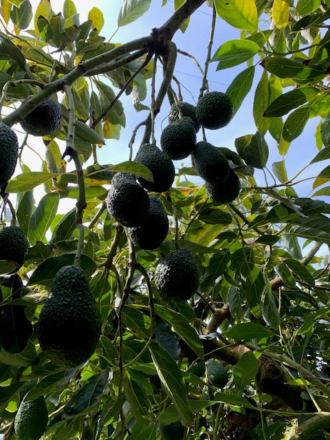 Live from the Morrocan avocado orchards - Beva Fruits International (BFI)