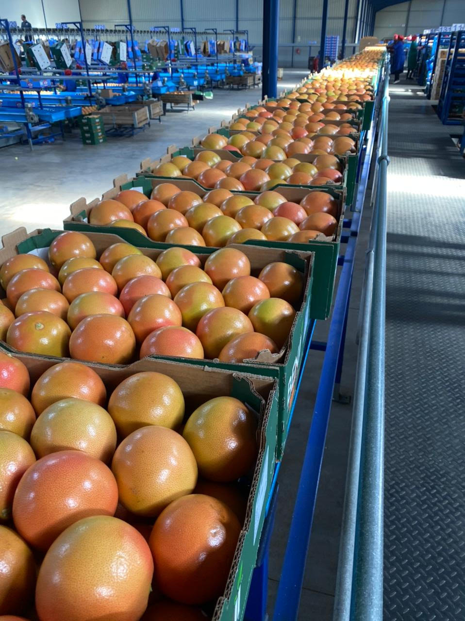 Benji packs it's first Star Ruby grapefruit shipment - Beva Fruits International (BFI)
