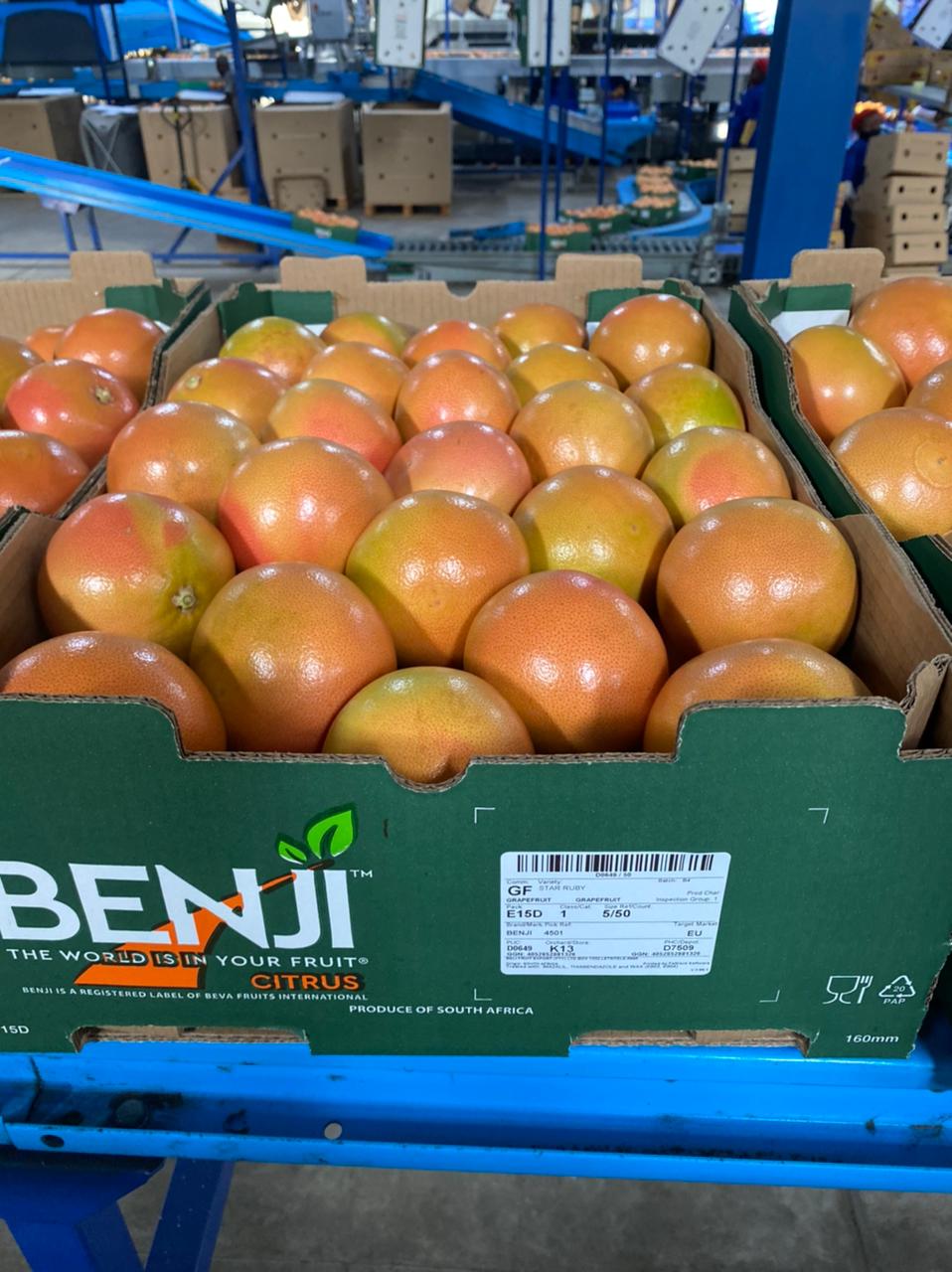 Grapefruit of type Star Ruby, packed by Benji - Beva Fruits International (BFI)