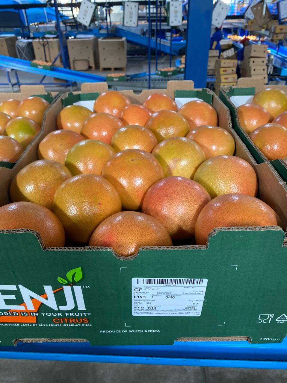 New shipment of Star Ruby grapefruit in South Africa - Beva Fruits International (BFI)