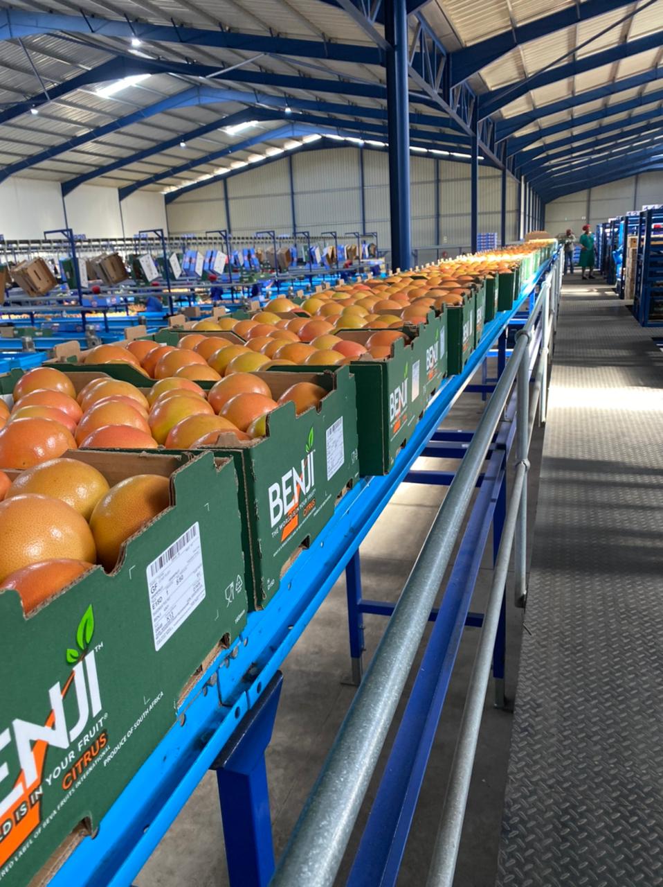 Ruby Grapefruits in South Africa being packed by the Benji label - Beva Fruits International (BFI)