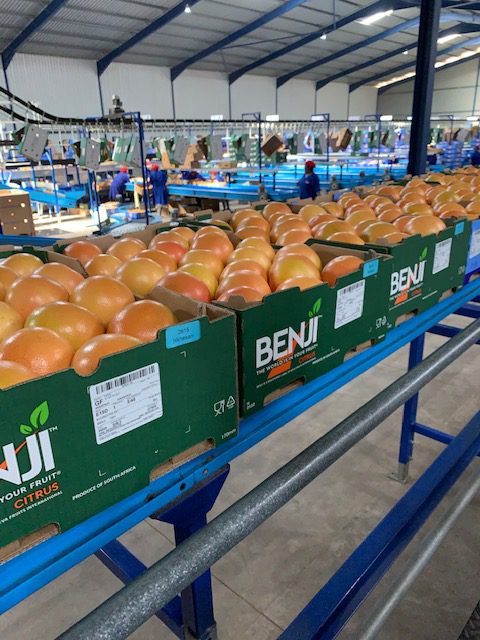 Producción de cítricos en Sudáfrica - Beva Fruits International (BFI)