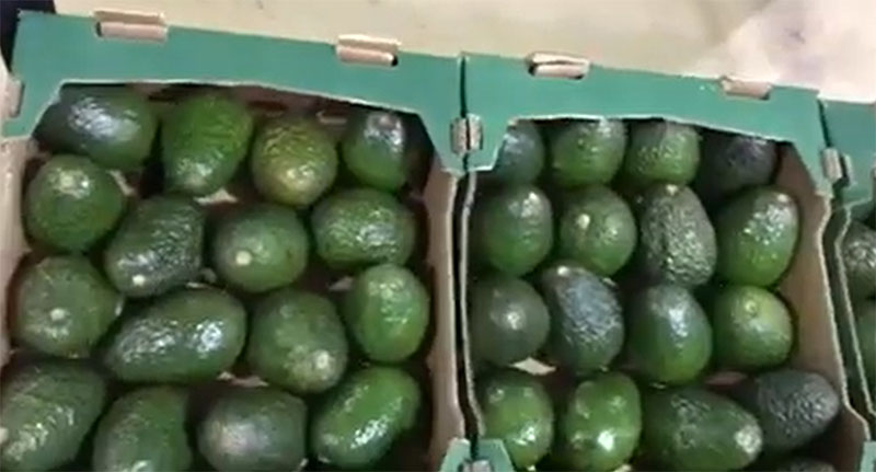 First Benji Organic Avocados being packed and shipped from Mexico
