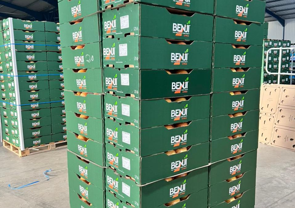 Beva Fruits International ( BFI) packing its Benji label in Limpopo South Africa for the third consecutive year