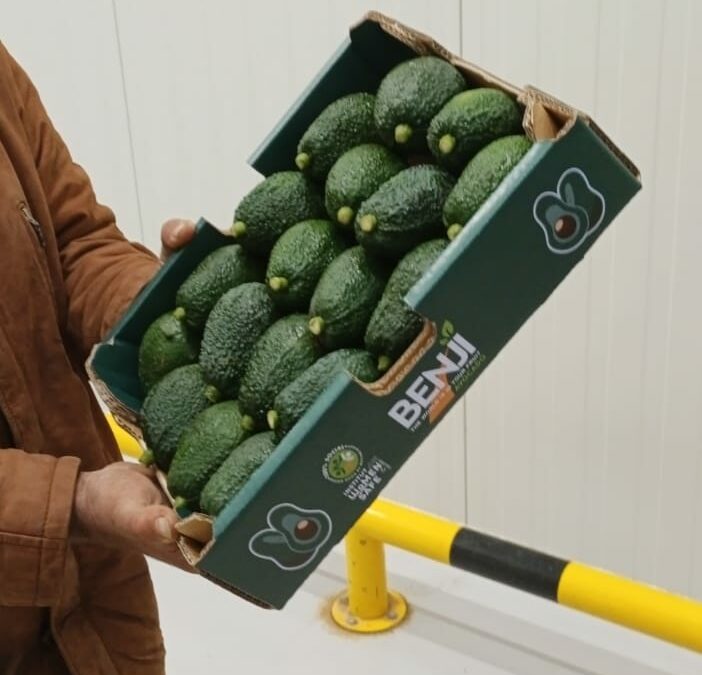 BFI proud to Announce its first loadings of hass avocados out of Lebanon in partnership with LPH( Lebanon Pack house )