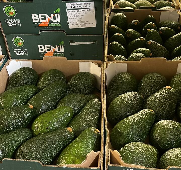 FI commitment to the Benji label stronger than ever. First Benji Hass and Fuerte avocados being packed in South Africa.