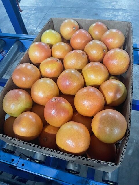 Beva Fruits International (BFI) se enorgullece de anunciar la llegada de importantes cantidades de pomelo sudafricano.