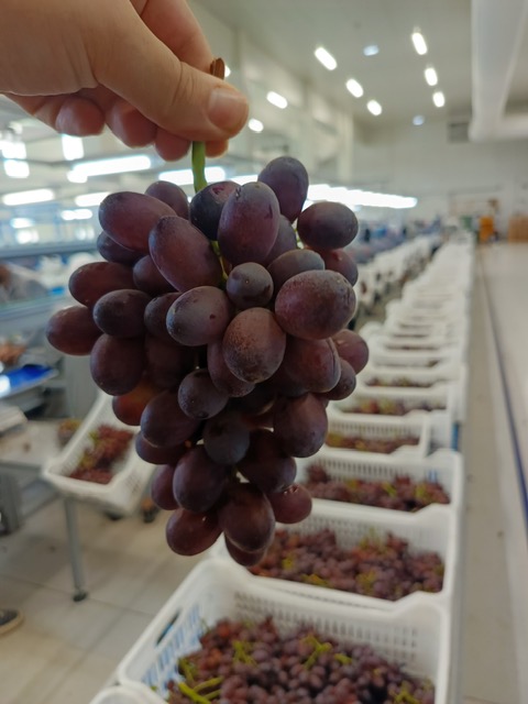 Beva Fruits International ( BFI) packing its first BENJI Red Seedless Grapes from Lebanon in exclusivity with LPH