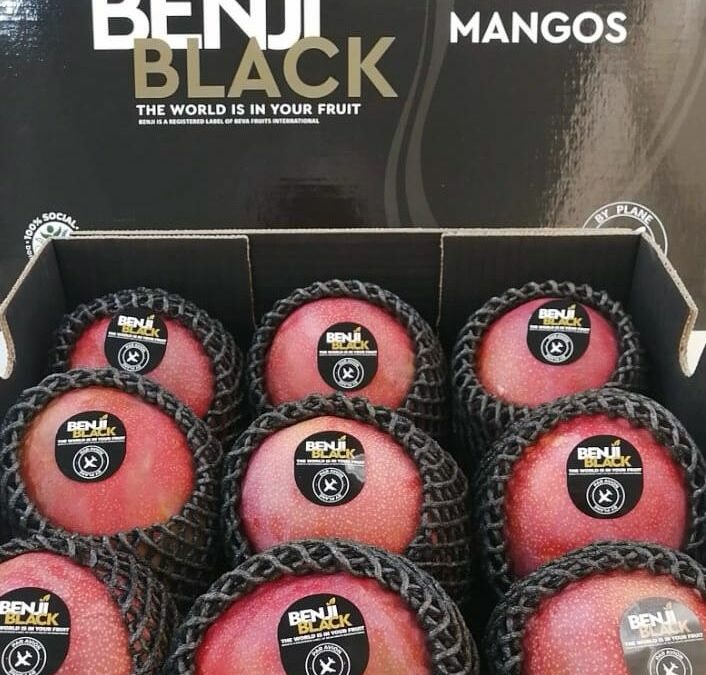 Beva Fruits ( BFI) is proud to announce the highly anticipated arrival of the season’s first mangos by air under the Benji brand, coming directly from Peru.